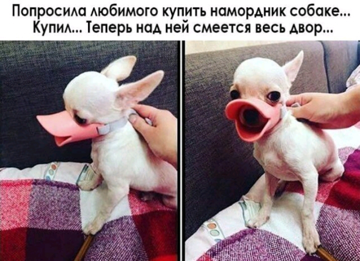 Попросим мобимого купить намордник собаке Купм Теперь над неи смеется весь двор