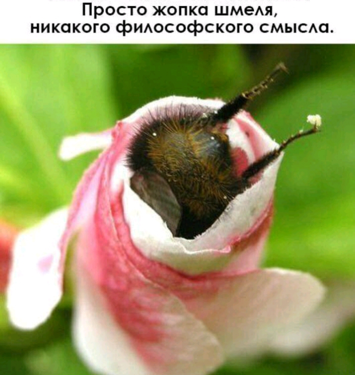 Просто жопко шмеАя никакого фИАософского смысмп