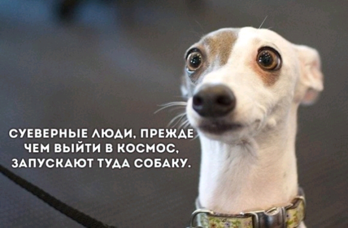 СУЕВЕРНЫЕ АЮАИ ПРЕЖАЕ ЧЕМ ВЫЙТИ В КОСМОС ЗАПУСКАЮТ ТУДА СОБАКУ