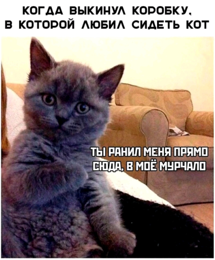 КОГАА ВЫКИНУА КОРОБКУ В КОТОРОЙ АЮБИА СИДЕТЬ КОТ ТЫ РПНИЛ МЕНЯ ПРПМП ЕШДД В МПЕ МНРЧППП