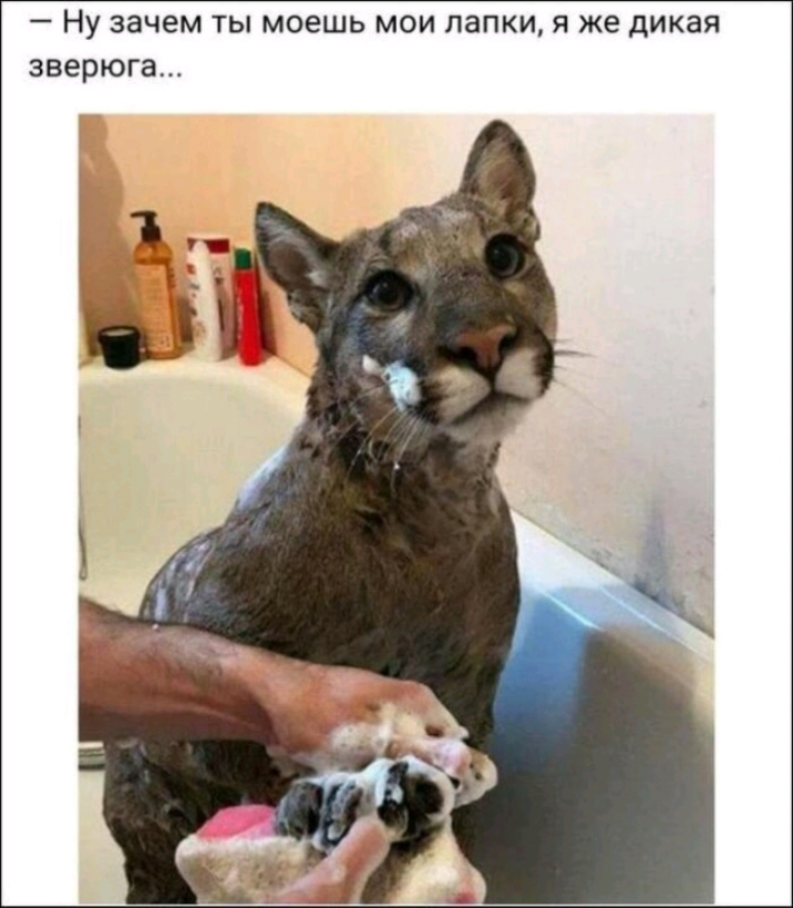 _ НУ зачем ТЫ МОЭШЬ МОИ ЛЭПКИ Я же дикая зверюга