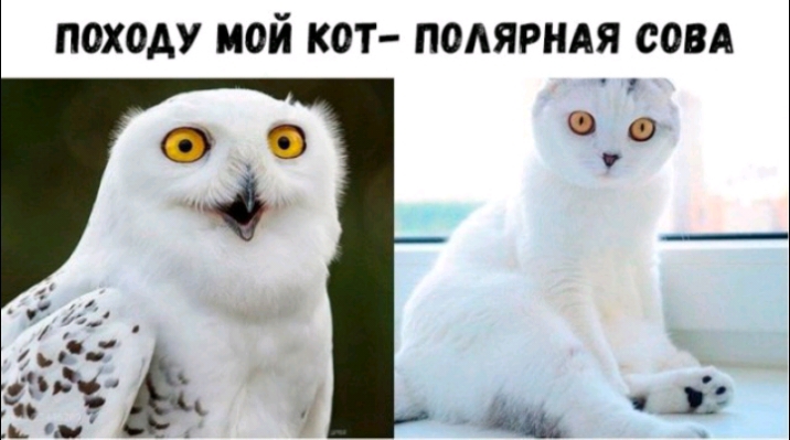 ПОХОАУ МОЙ КОТ ПОАЯРНАЯ СОВА