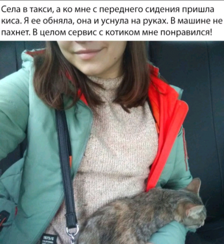 Села в такси а ко мне с переднего сидения пришла киса Я ее обняла она и уснула на руках В машине не пахнет В целом сервис с котиком мне понравился