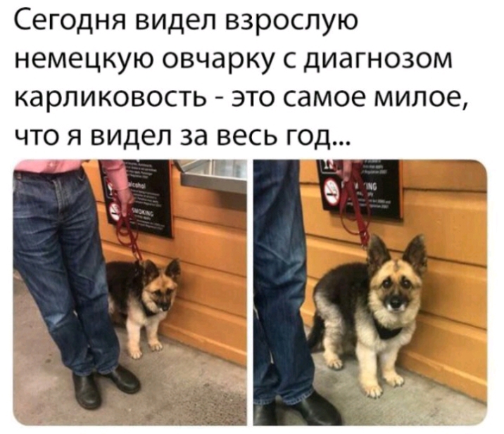 Сегодня видел взрослую немецкую овчарку с диагнозом карпиковость это самое милое что я видел за весь год