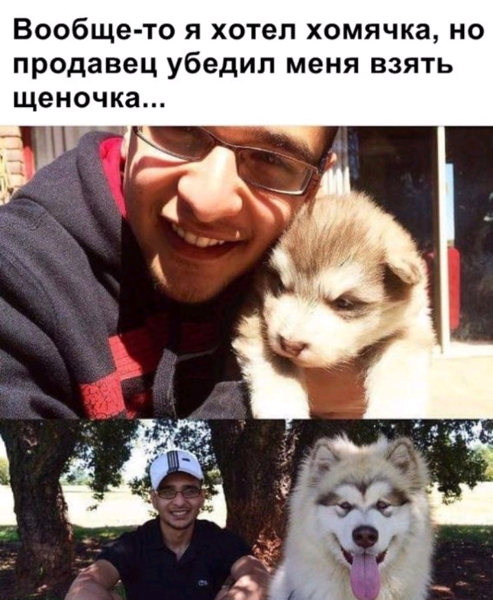 Вообще то я хотел хомячка но продавец убедил меня взять щеночка