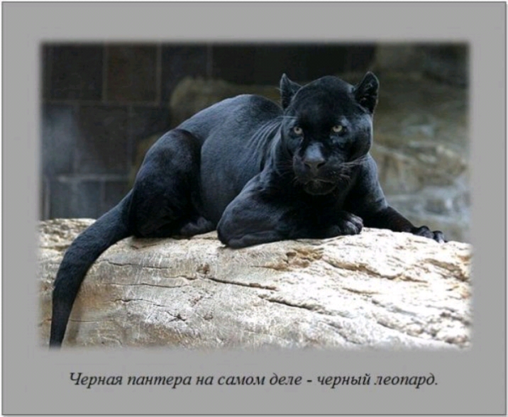 Черная пантера на самом деле черный леопард