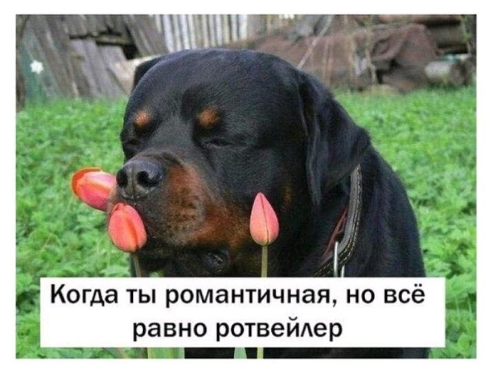 Когда ты романтичная но всё равно ротвейдер