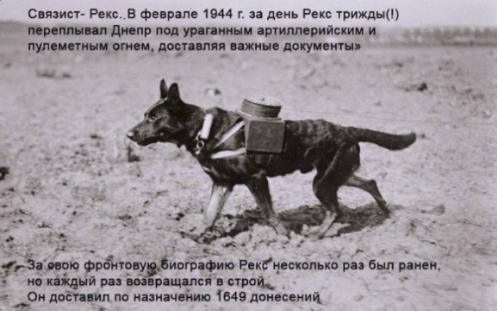 Связист Рекс В феврале 1944 г за день Рекс трижды трем лил днепр под урпгеиинм артиллерийским и пуп истины огнем доепвпп важные документы _ 1313 тю фрбюоеугбиографию Рекгиескопьки ри был ранен но кяіщнй рав шврдщипся строй Он даёт пил по назначению 1649 дпнесеиии