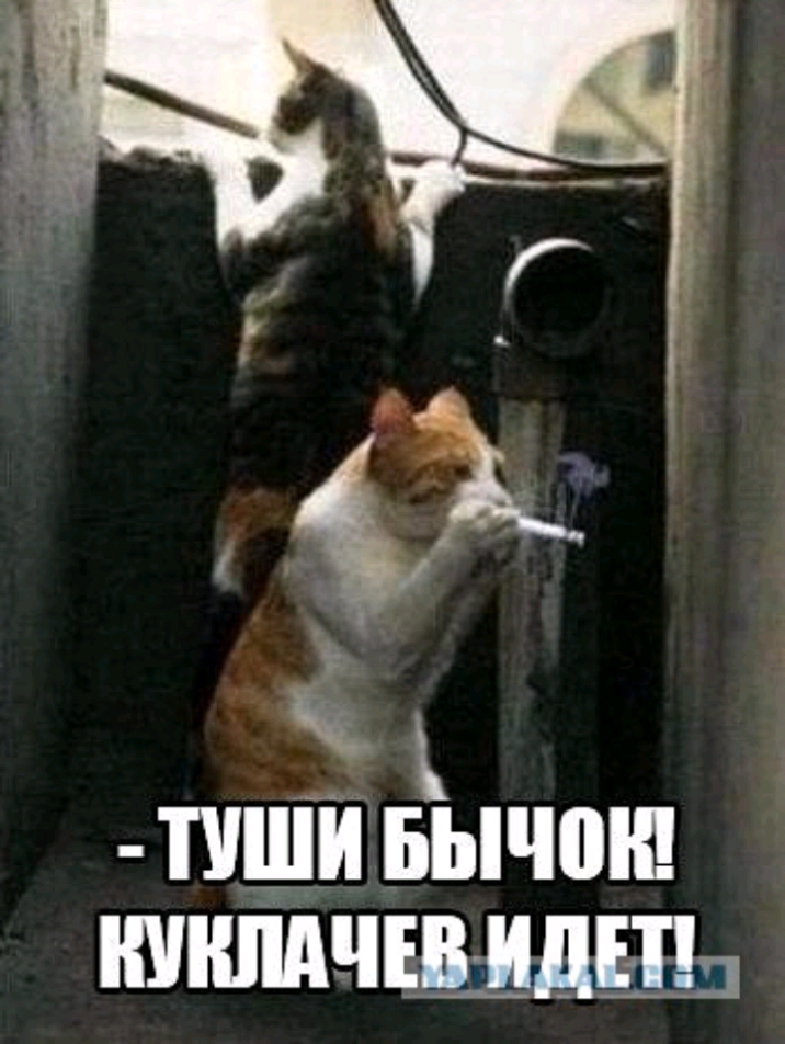 ТУШИ БЫШШ ЧШ ИдЕПп