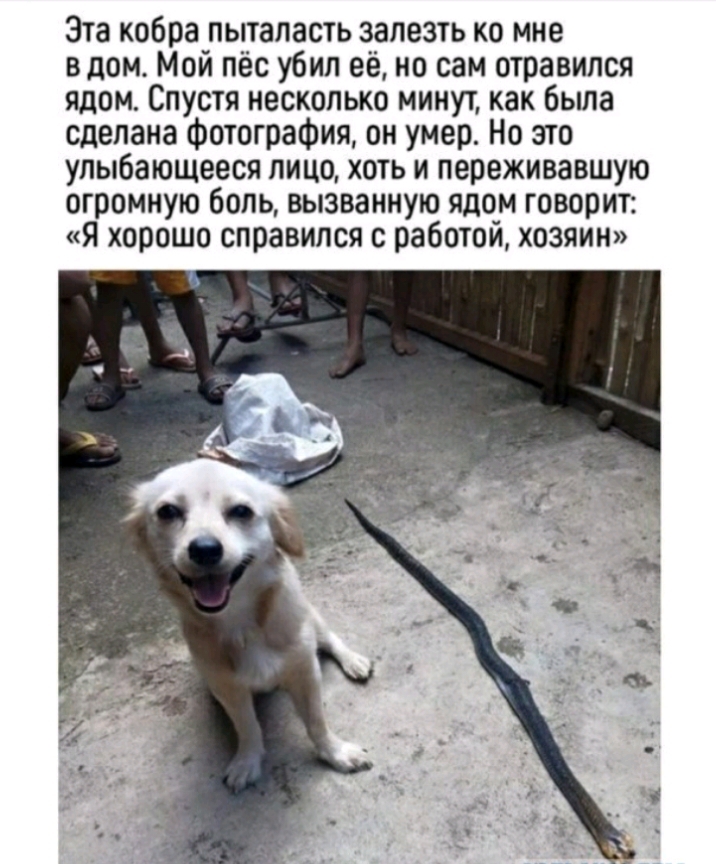 Эта кобра пыталасть залезть ко мне вдом Мой пёс убил её но сам отравился ядом Спустя несколько минут как была сделана фотография он умер Но это улыбающееся лицо хоть и переживавшую огромную бопь вызванную ядом говорит Я хорошо справился с работой хозяин