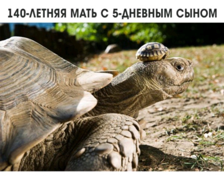 140 АЕТНЯЯ МАТЬ С 5 АНЕВНЫМ СЫНОМ А