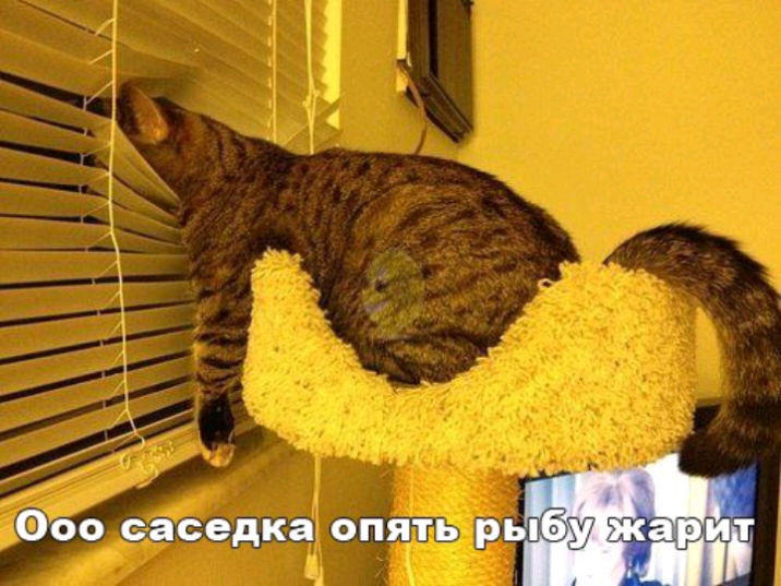 ООО саседка ОПЯТЬ РЬ