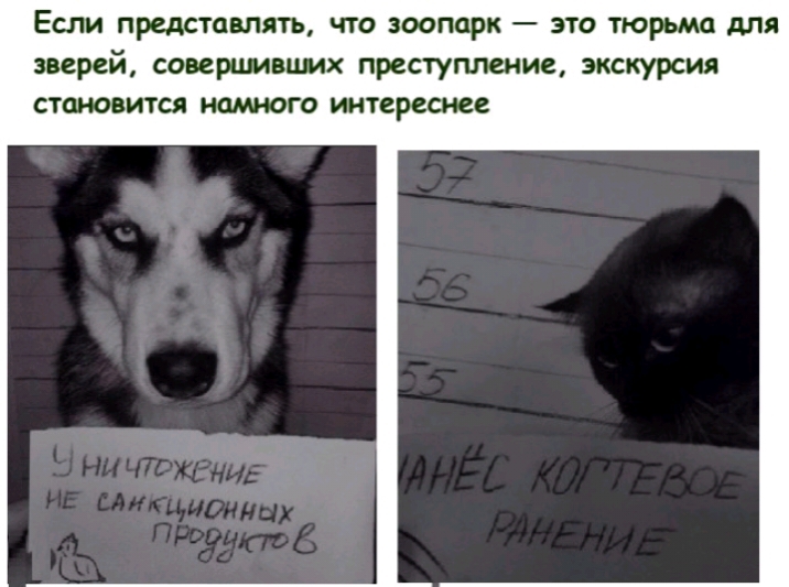ЕСЛИ ПМСТЦВПЯТЪ ЧТО зоопарк _ ЭТО тюрьма для зверей совешмвцмх преступление экскурсия становится намного ттереснее