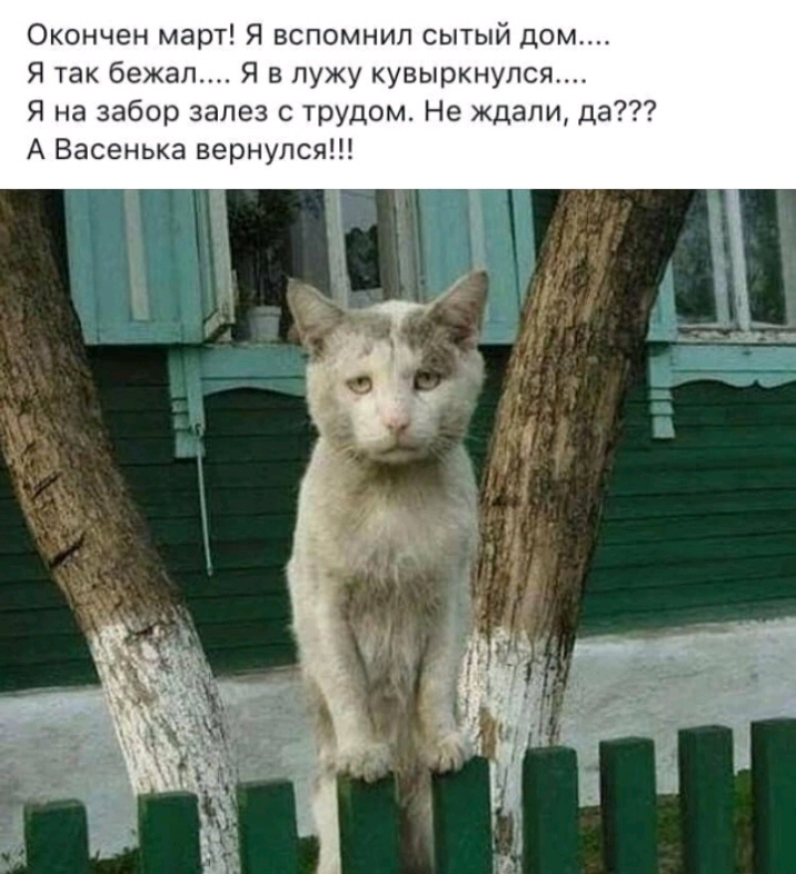Окончен март Я вспомнил сытый дом Я так бежал Я в лужу кувыркнупся Я на забор залез с трудом Не ждали да А Васенька вернулся