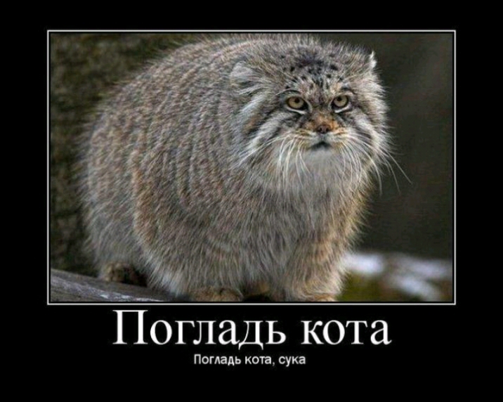 Пишим коп сук