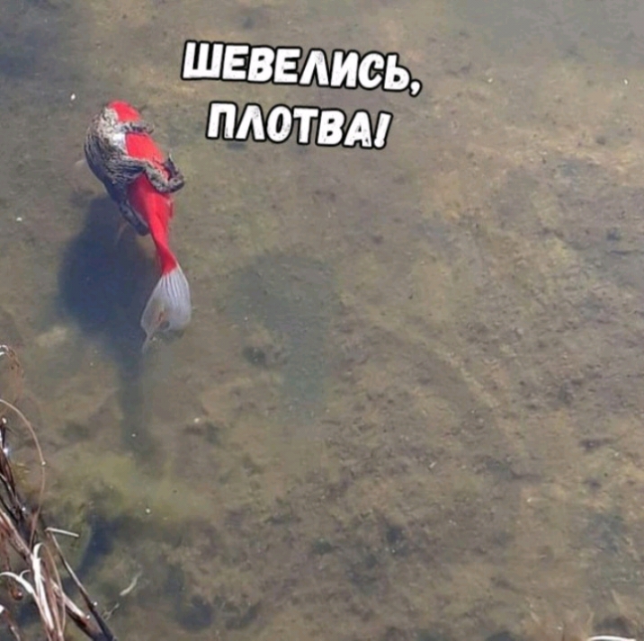 швввдись платам