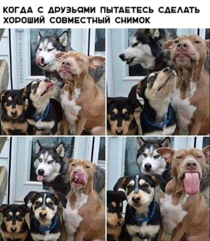 КОГДА С АОУЗЬЧМИ ПЫТАЕТЕСЬ САЕААТЬ ХОРОШИЙ СОВМЕСТНЫЙ СНИМОК