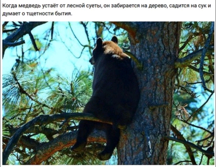 Когда медведь устает от лесной суеты он забирается из дерево садится на сук думает тщетоси бытия