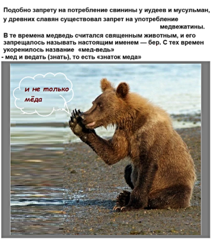 Подобно запрету не потребление свинины у иудеев и мусульман у древних славян существоеел запрет на употребление медввжвтииы В ТВ времена МЕДВЕДЬ СЧИТШСЯ священным животным И ВГО ЗдПрОЩЁЛОСЬ ИВЗЫВдТЬ ИбСТОЛЩИМ ИМОИВМ бар С ТОХ времен укоренилось НВЗВЦЙИС медведь мед И ВОДВТЬ знать То есть ЗНЁТОК МОД И Ю ЩОЛЬКО МСМ