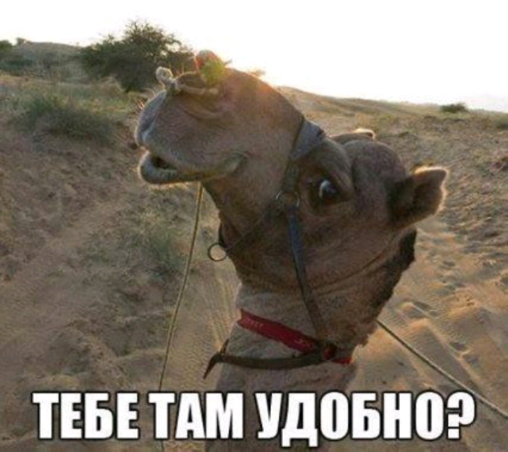 Айрч ТЕБЕ ТАМ УДПБНВ