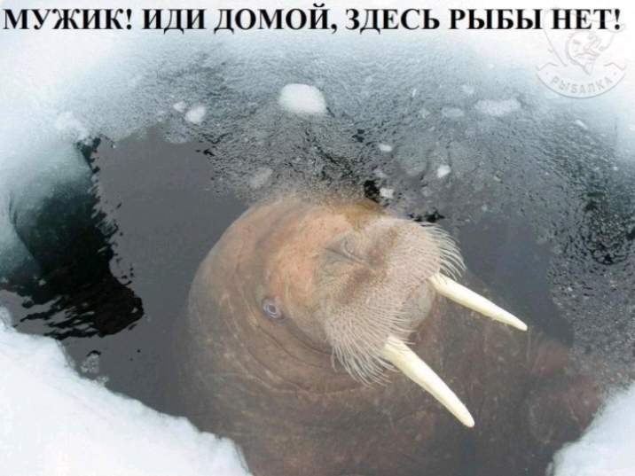 МУЖИК ИДИ ДОМОЙ ЗДЕСЬ РЫБЫ НЕТ