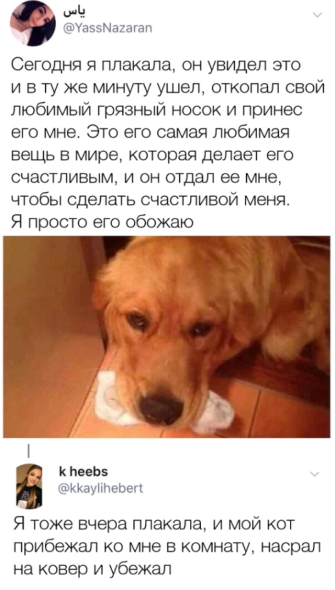 ид УаззМахагал Сегодня я плакала он увидел это и в ту же минуту ушел откопал свой любимый грязный носок и принес его мне Это его самая любимая вещь в мире которая делает его счастливым и он отдал ее мне чтобы сделать счастливой меня Я просто его обожаю к ЬееЬз ККауіілеЬеп Я тоже вчера плакала и мой кот прибежал ко мне в комнату насрал на ковер и убежал