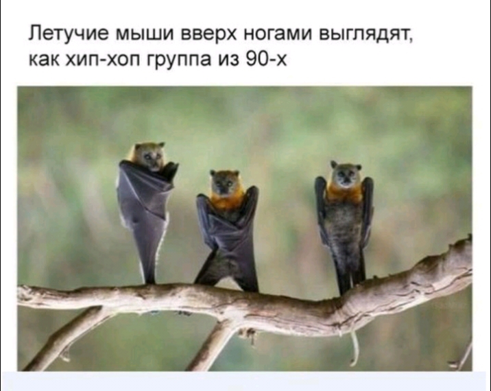 Летучие мыши вверх ногами выглядят как хип хоп группа из 90 х