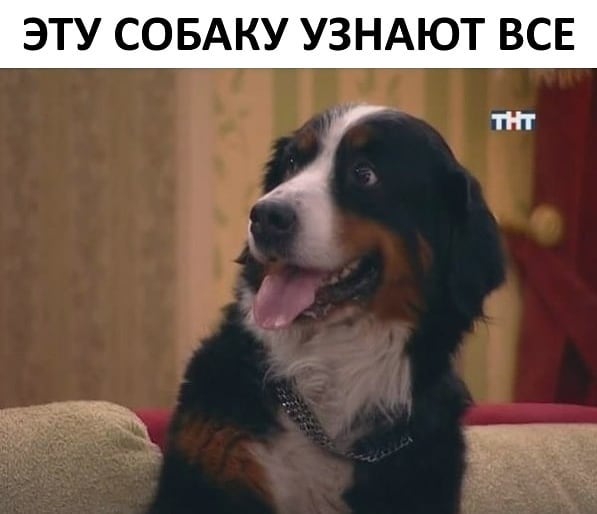 ЭТУ СОБАКУ УЗНАЮТ ВСЕ тнт А