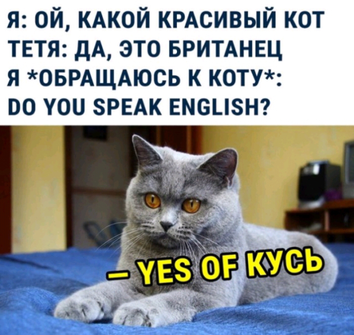 я ой КАКОЙ КРАСИВЫЙ кот твтя дА это БРИТАНЕЦ я ОБРАЩАЮСЬ к коту 00 то ЗРЕАК вмсцзт