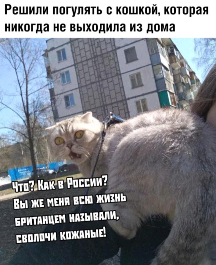 Решили погулять с кошкой которая Вы ж меня шп жить впитпицш нмывппи впппчи кпжяныг