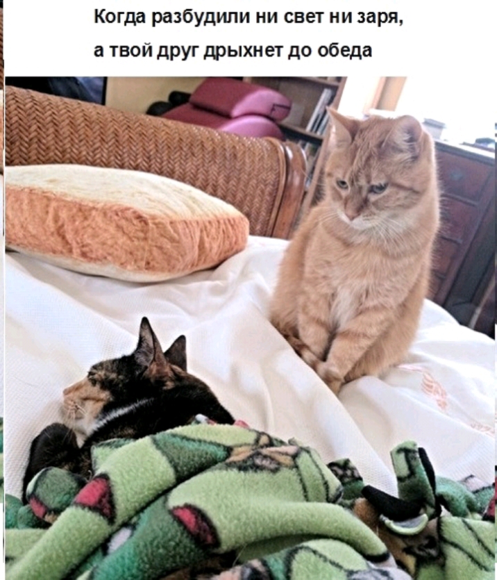 Когда разбудили ни свет ни заря а твой друг дрыхнет до обеда
