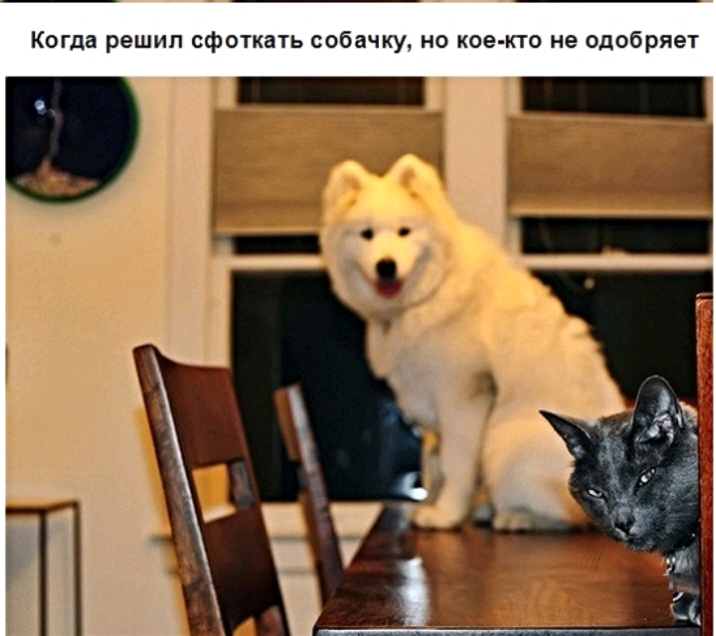Когда решип сфоткать собачку но кое кто не одобряет
