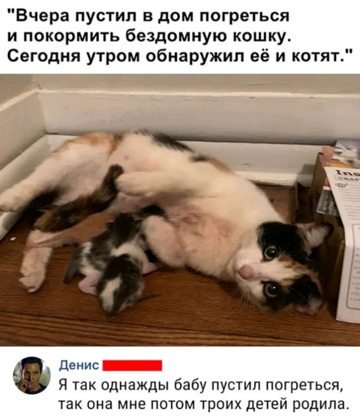 Вчера пустил в дом погреться и покормить бездомную кошку Сегодня утром обнаружил её и котят денис Я так однажды бабу пустил погреться так она мне потом троих детей родила