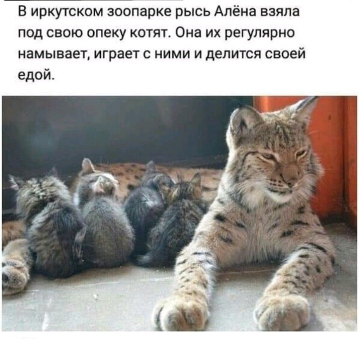 В иркутском зоопарке рысь Алёна взяла под свою опеку котят Она их регулярно намывает играет с ними и делится своей едой