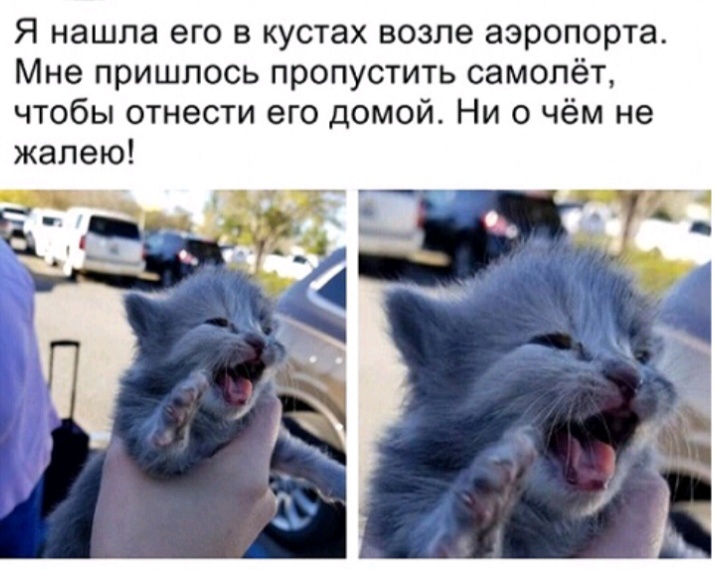 Я нашла его в кустах возле аэропорта Мне пришлось пропустить самолёт чтобы отнести его домой Ни о чём не