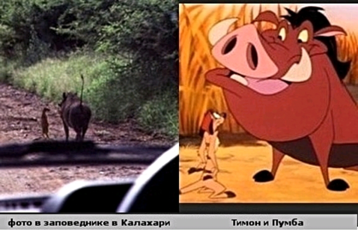 _ фт зіппвешике Кнхари Тимон и Пумбі