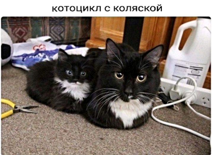 котоцикл с коляской