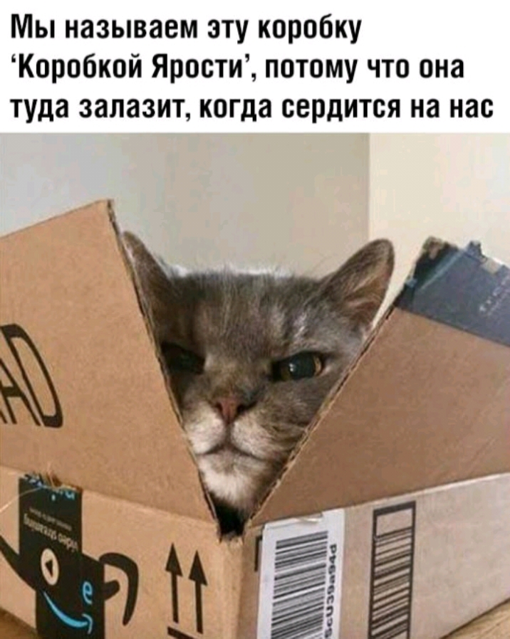 Мы называем эту коробку Коробкой Ярости потому что она туда залазит когда сердится на нас