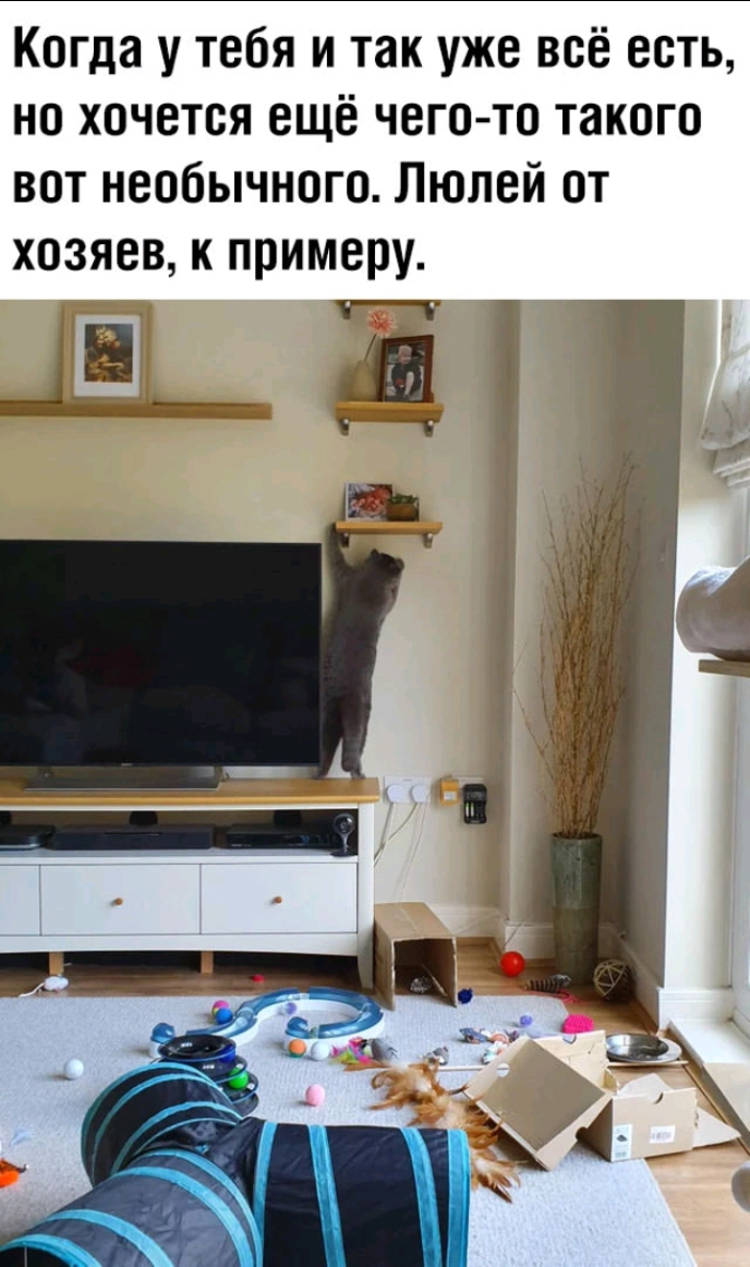 Когда у тебя и так уже всё есть но хочется ещё чего то такого вот необычного Люлей от хозяев к примеру