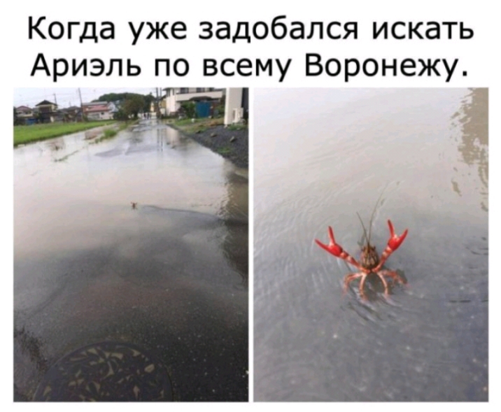 Когда уже задобался искать Ариэль по всему Воронежу