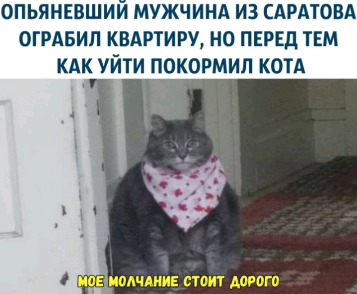 0ПЬЯНЕВШИИ МУЖЧИНА ИЗ САРАТОВА ОГРАБИЛ КВАРТИРУ НО ПЕРЕД ТЕМ КАК УЙТИ ПОКОРМИП КОТА