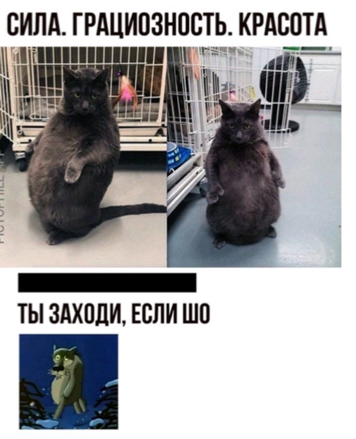 СИЛА ГРАЦИОЗНПВТЬ КРАС_0ТА пиши иш _ А и ТЫ ЗАХОДИ ЕСЛИ ШП