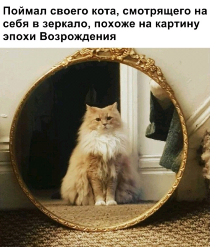 Поймал своего кота смотрящего на себя в зеркало похоже на картину эпохи Возрождения