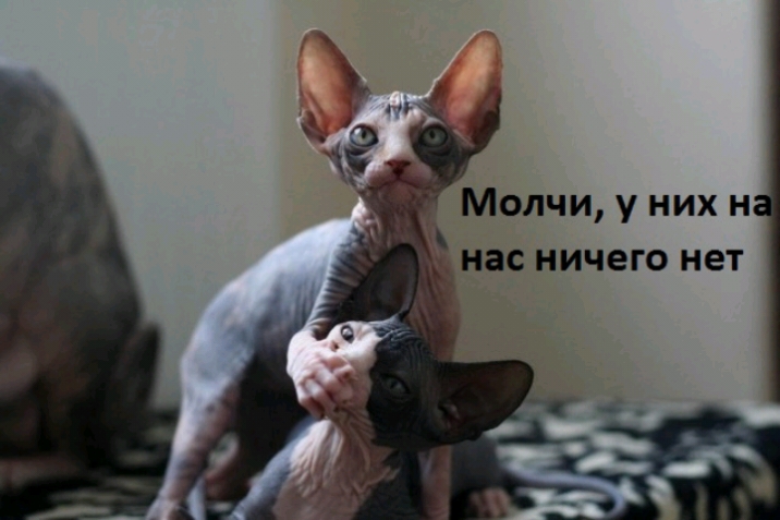 Молчи у них н нас ничего нет