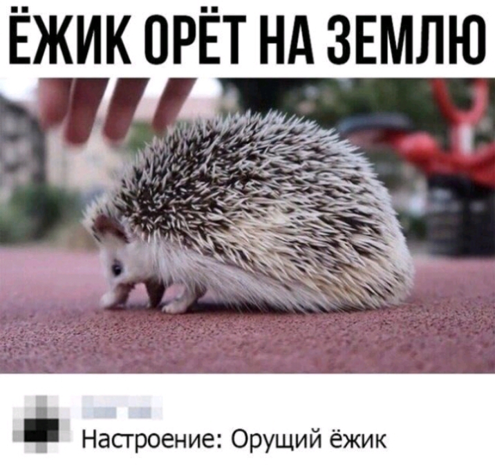ЁЖИК ОРЁТ Нд ЗЕМЛЮ Насгроение Орущий ёжик