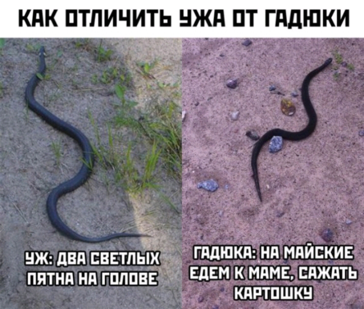 КАК ПТЛИЧИТЬ БЖД ЦТ П ЩШКИ _ _ _ _ пятнд нд гпппвв ЕдЕМ к мдмв сдждть КдГ Т_ПШКН