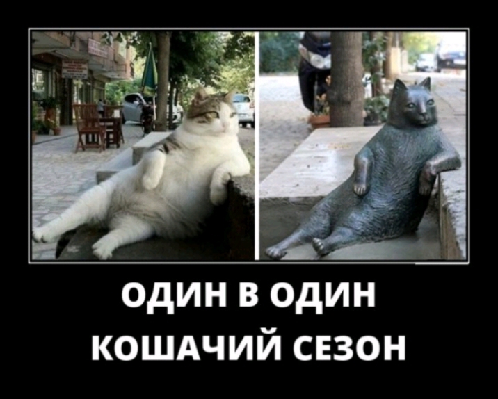 один в один кошдчий сезон