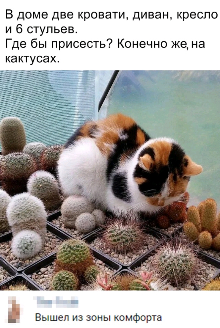 В доме две кровати диван кресло и 6 стульев Где бы присесть Конечно же на кактусах Вышел из зоны комфорта