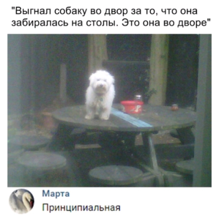Выгнал собаку во двор за то что она забиралась на столы Это она во дворе Марта Принципиальная