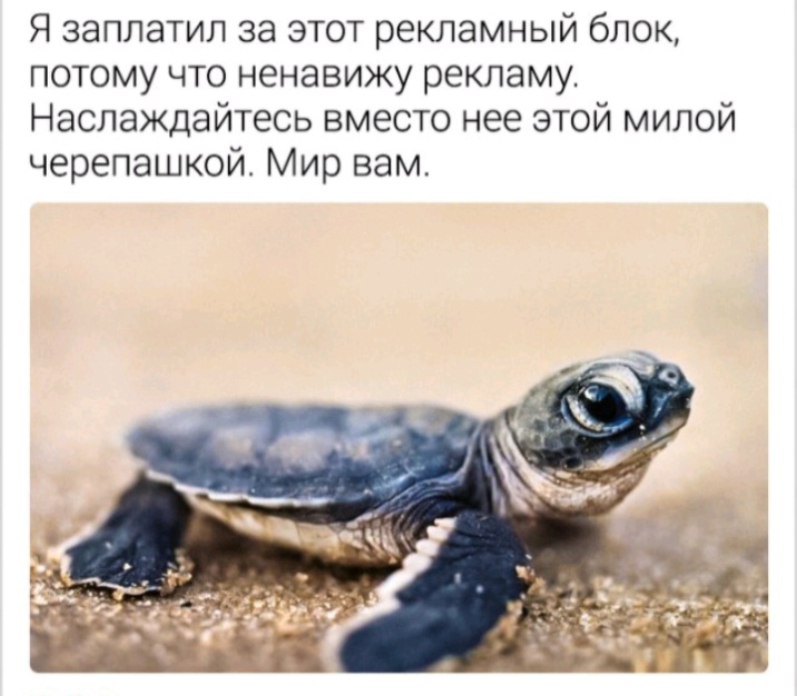 Я заплатил за этот рекламный блок потому что ненавижу рекламу Наслаждайтесь вместо нее этой милой черепашкой Мир вам